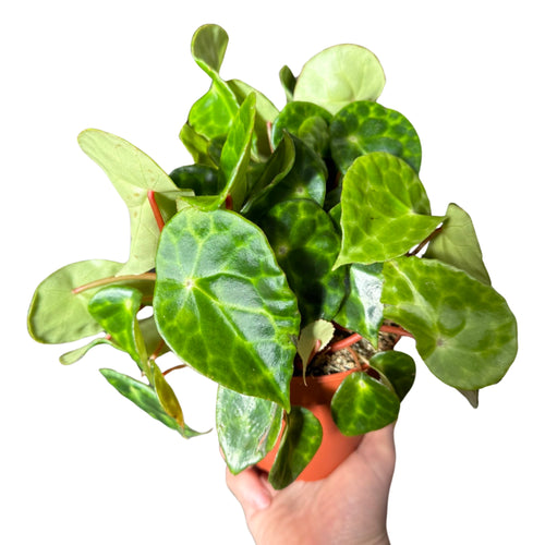 Begonia kingiana - Root Houseplants