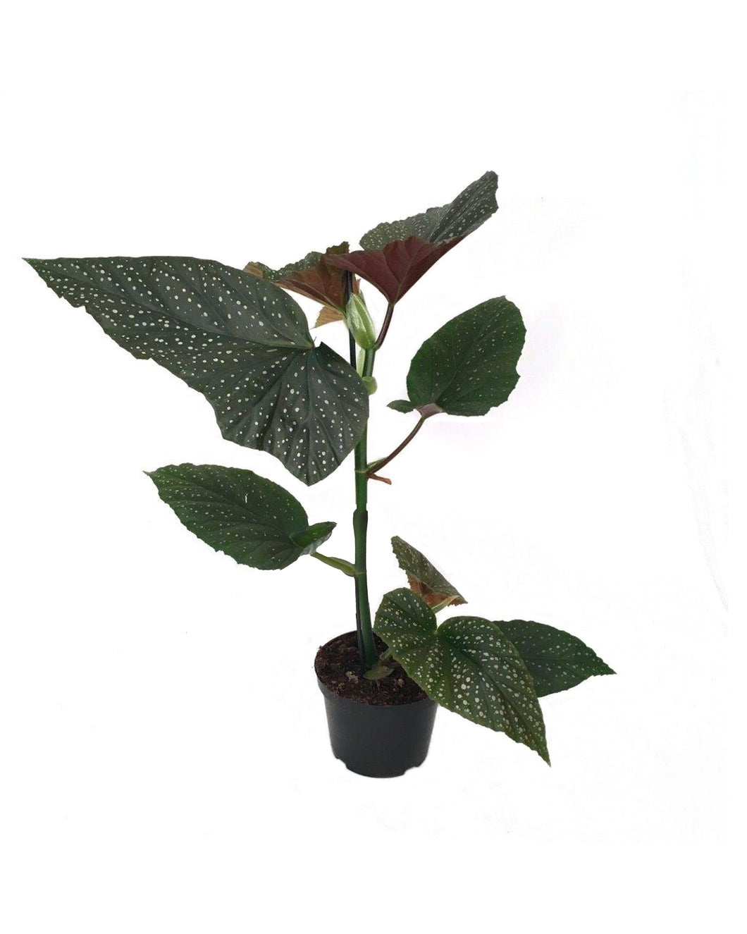 Begonia 'Lucerna' - Root Houseplants