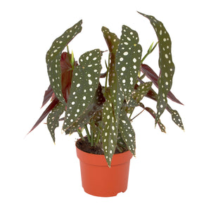 Begonia maculata 'Wightii' - Root Houseplants