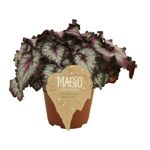 Begonia Magic Colours - Root Houseplants