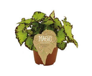 Begonia Magic Colours - Root Houseplants