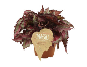 Begonia Magic Colours - Root Houseplants