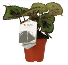 Charger l&#39;image dans la galerie, Begonia masoniana &#39;Rock&#39; - Root Houseplants
