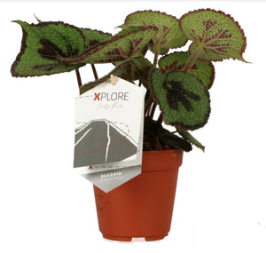 Begonia masoniana 'Rock' - Root Houseplants