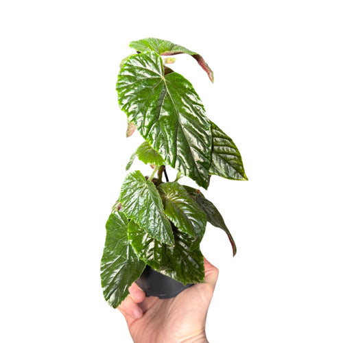 Begonia 'My Oldemor' - Root Houseplants