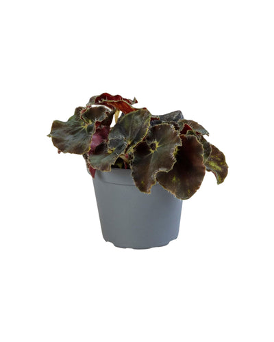 Begonia rex 'Dark Mambo' - Root Houseplants