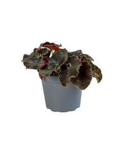 Begonia rex 'Dark Mambo' - Root Houseplants