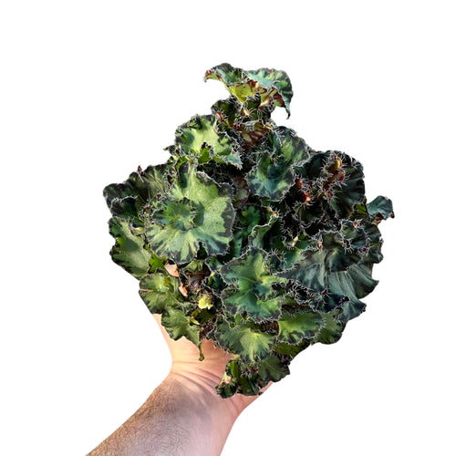 Begonia rex 'Fem' - Root Houseplants