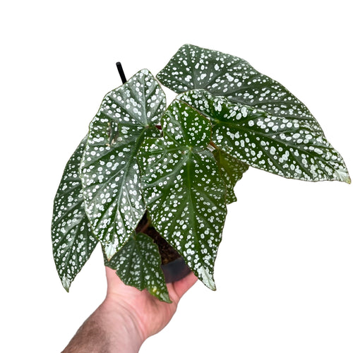 Begonia ‘Snowcap’ - Root Houseplants
