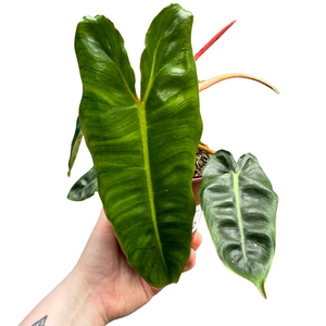 Philodendron billietiae