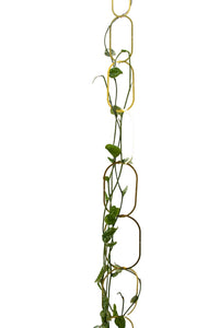 Brass Chain Plant Support - Root Houseplants