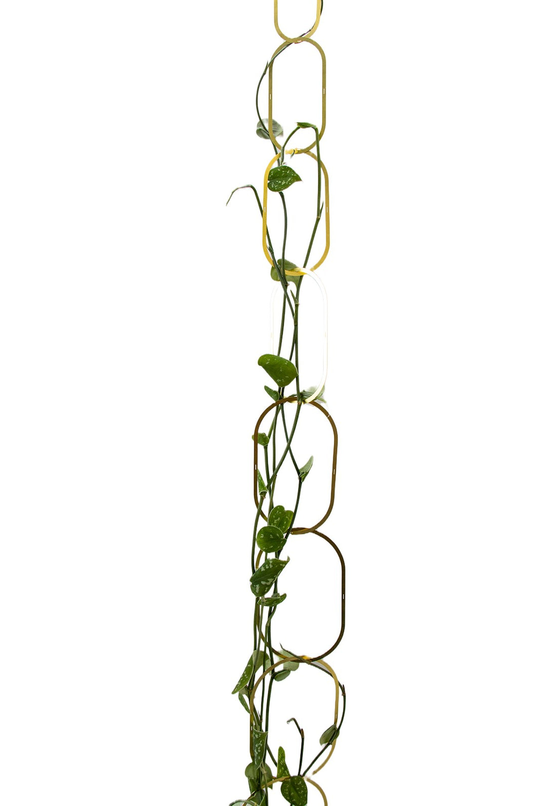 Brass Chain Plant Support - Root Houseplants