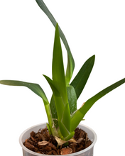 Load image into Gallery viewer, × Brassidium Spider Star gx &#39;Toscana&#39; (Syn. Brassia ‘Toscana’) - Root Houseplants
