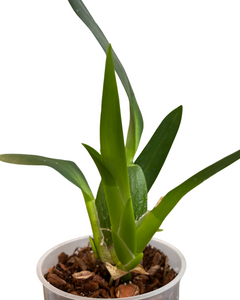 × Brassidium Spider Star gx 'Toscana' (Syn. Brassia ‘Toscana’) - Root Houseplants