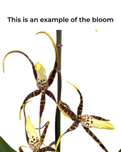 Load image into Gallery viewer, × Brassidium Spider Star gx &#39;Toscana&#39; (Syn. Brassia ‘Toscana’) - Root Houseplants
