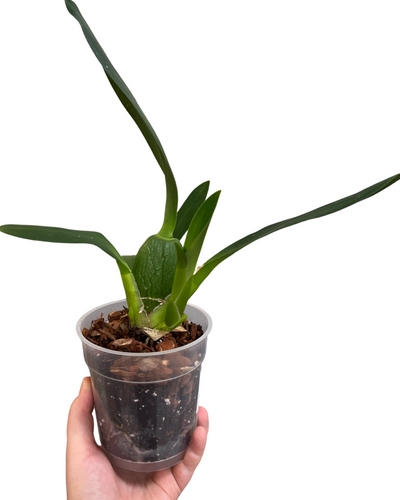× Brassidium Spider Star gx 'Toscana' (Syn. Brassia ‘Toscana’) - Root Houseplants