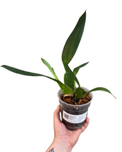 Load image into Gallery viewer, × Brassidium Spider Star gx &#39;Toscana&#39; (Syn. Brassia ‘Toscana’) - Root Houseplants
