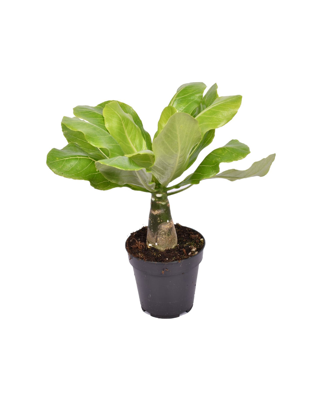 Brighamia insignis ‘Hawaii Palm’ - Root Houseplants
