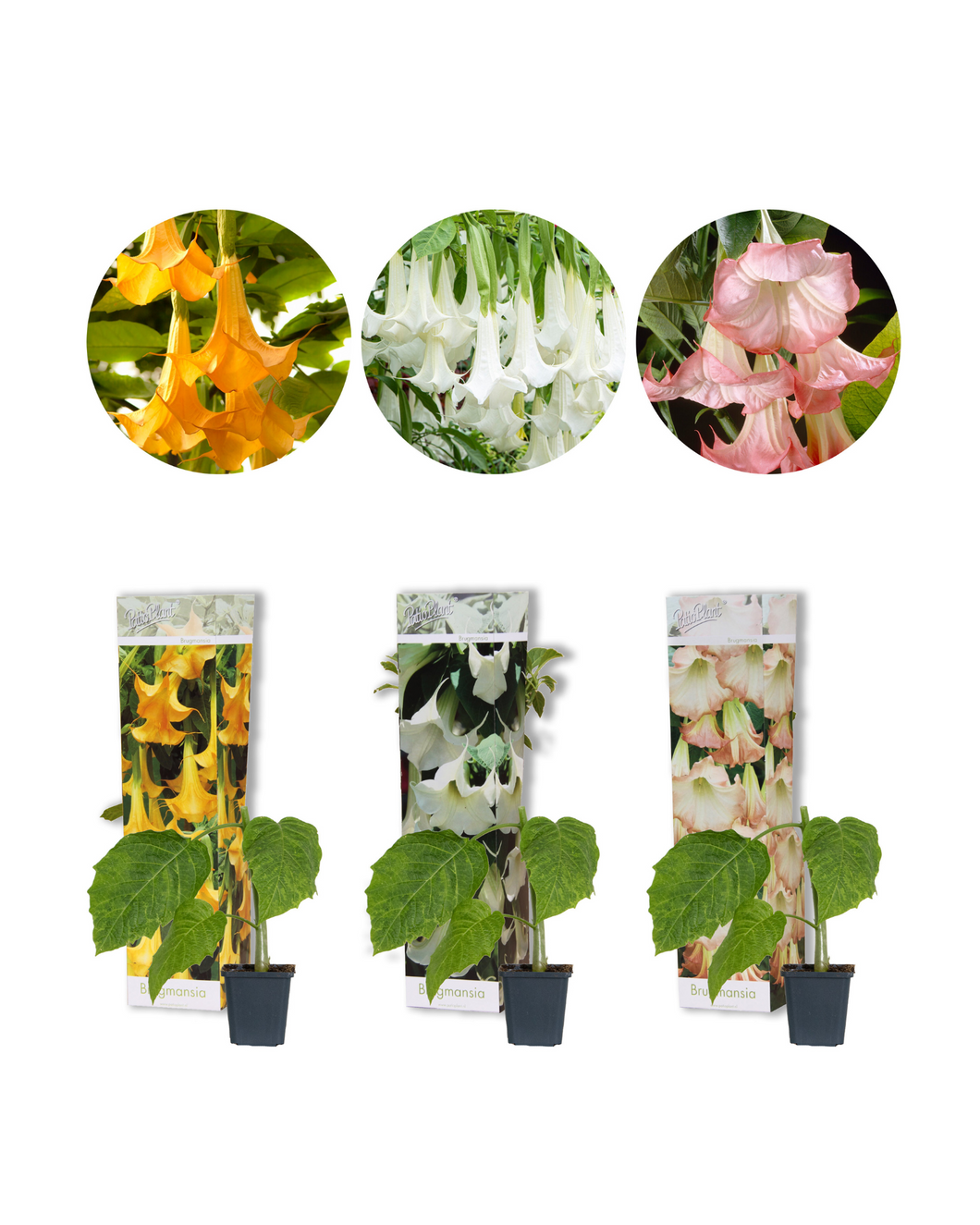 Brugmansia Mix - Pack of 3 - Root Houseplants