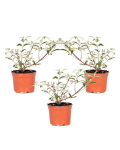 Buddleja 'Berries & Cream' ('Pmoore14') (PBR) - Root Houseplants