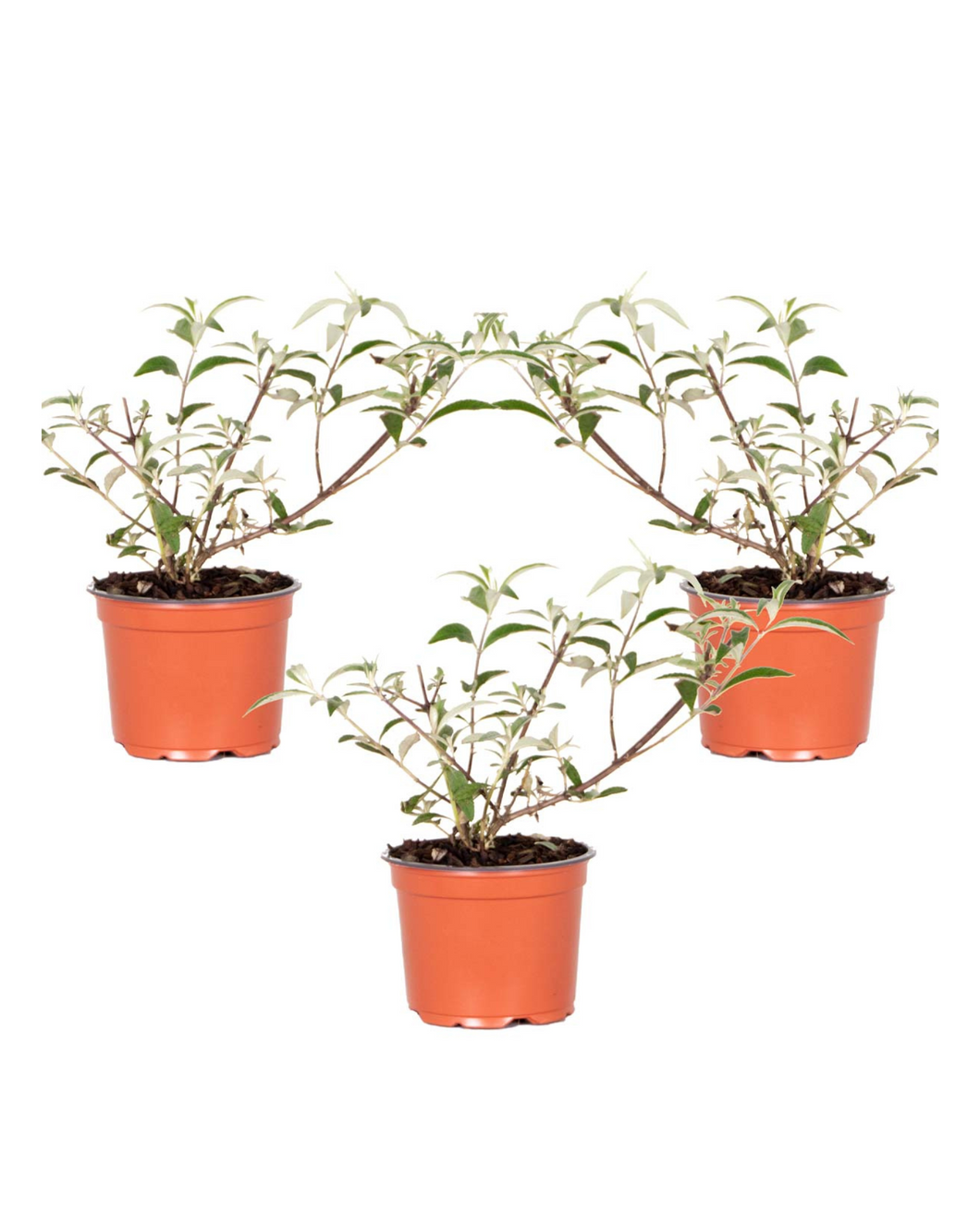 Buddleja 'Berries & Cream' ('Pmoore14') (PBR) - Root Houseplants