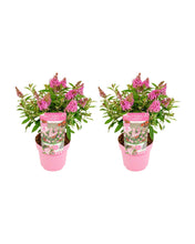 Load image into Gallery viewer, Buddleja davidii - Butterfly Candy - Root Houseplants
