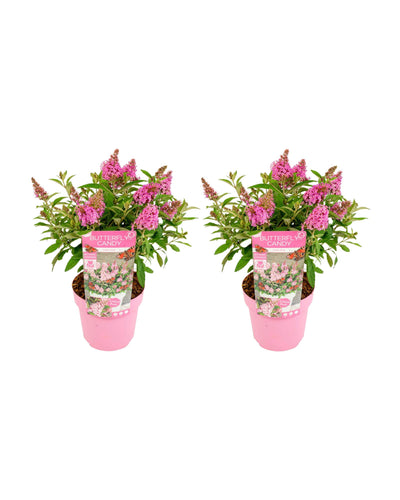 Buddleja davidii - Butterfly Candy - Root Houseplants
