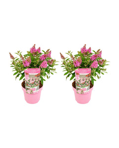 Buddleja davidii - Butterfly Candy - Root Houseplants
