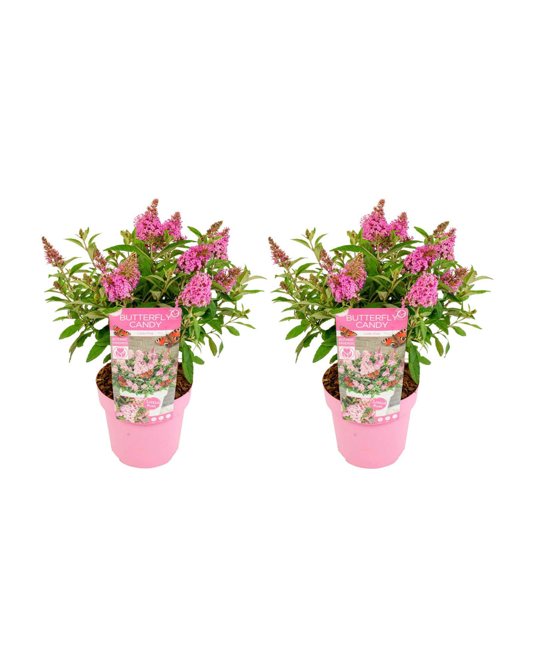 Buddleja davidii - Butterfly Candy - Root Houseplants