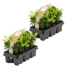 Load image into Gallery viewer, Buxus sempervirens - Common Box - Root Houseplants
