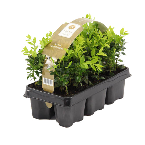 Buxus sempervirens - Common Box - Root Houseplants