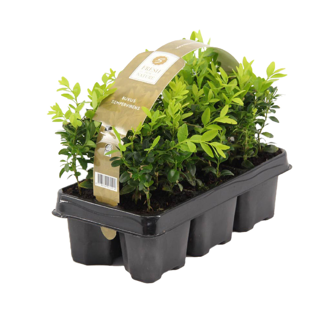 Buxus sempervirens - Common Box - Root Houseplants