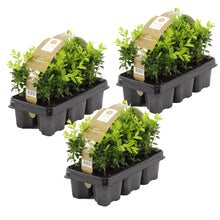 Load image into Gallery viewer, Buxus sempervirens - Common Box - Root Houseplants
