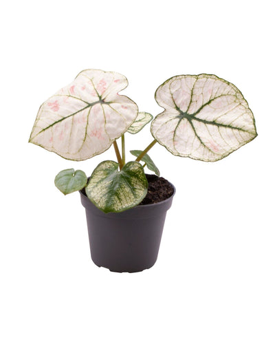 Caladium 'Lucia' - Root Houseplants