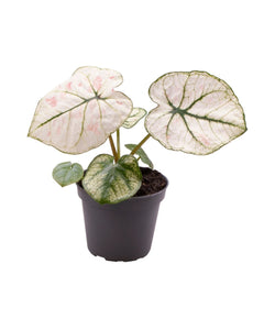 Caladium 'Lucia' - Root Houseplants