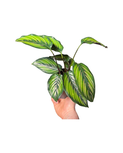 Calathea 'Beauty Star' - Root Houseplants