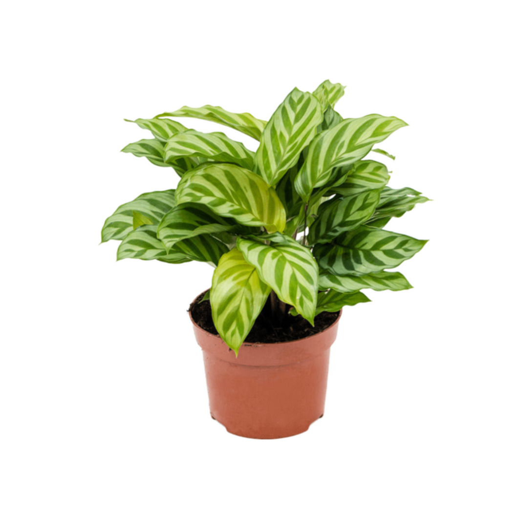 Calathea concinna 'Freddie' - Root Houseplants