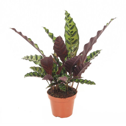 Calathea lancifolia - Root Houseplants