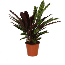 Load image into Gallery viewer, Calathea lancifolia - Root Houseplants
