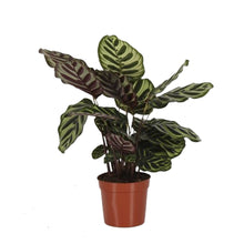 Charger l&#39;image dans la galerie, Calathea makoyana - Root Houseplants
