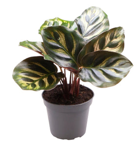 Calathea makoyana - Root Houseplants