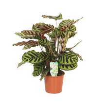 Charger l&#39;image dans la galerie, Calathea makoyana - Root Houseplants
