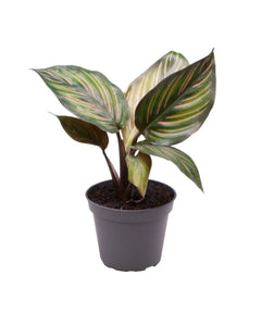 Calathea 'Mieli' - Root Houseplants