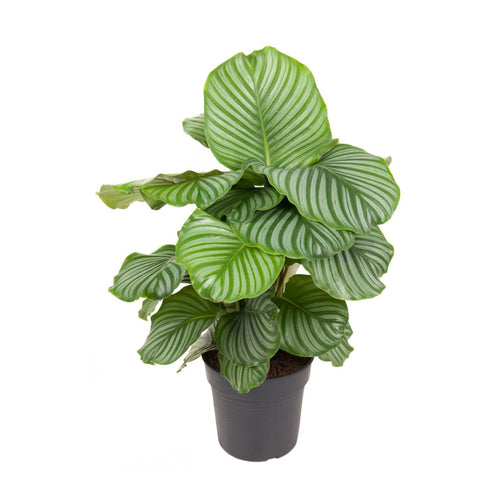 Calathea orbifolia - Root Houseplants
