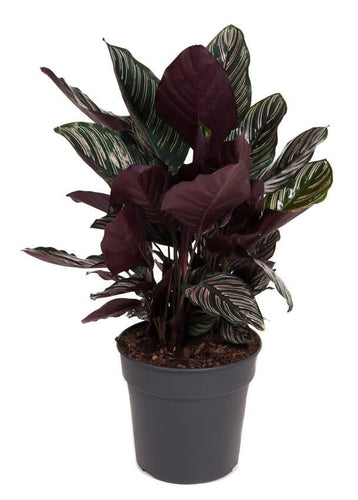 Calathea ornata - Root Houseplants
