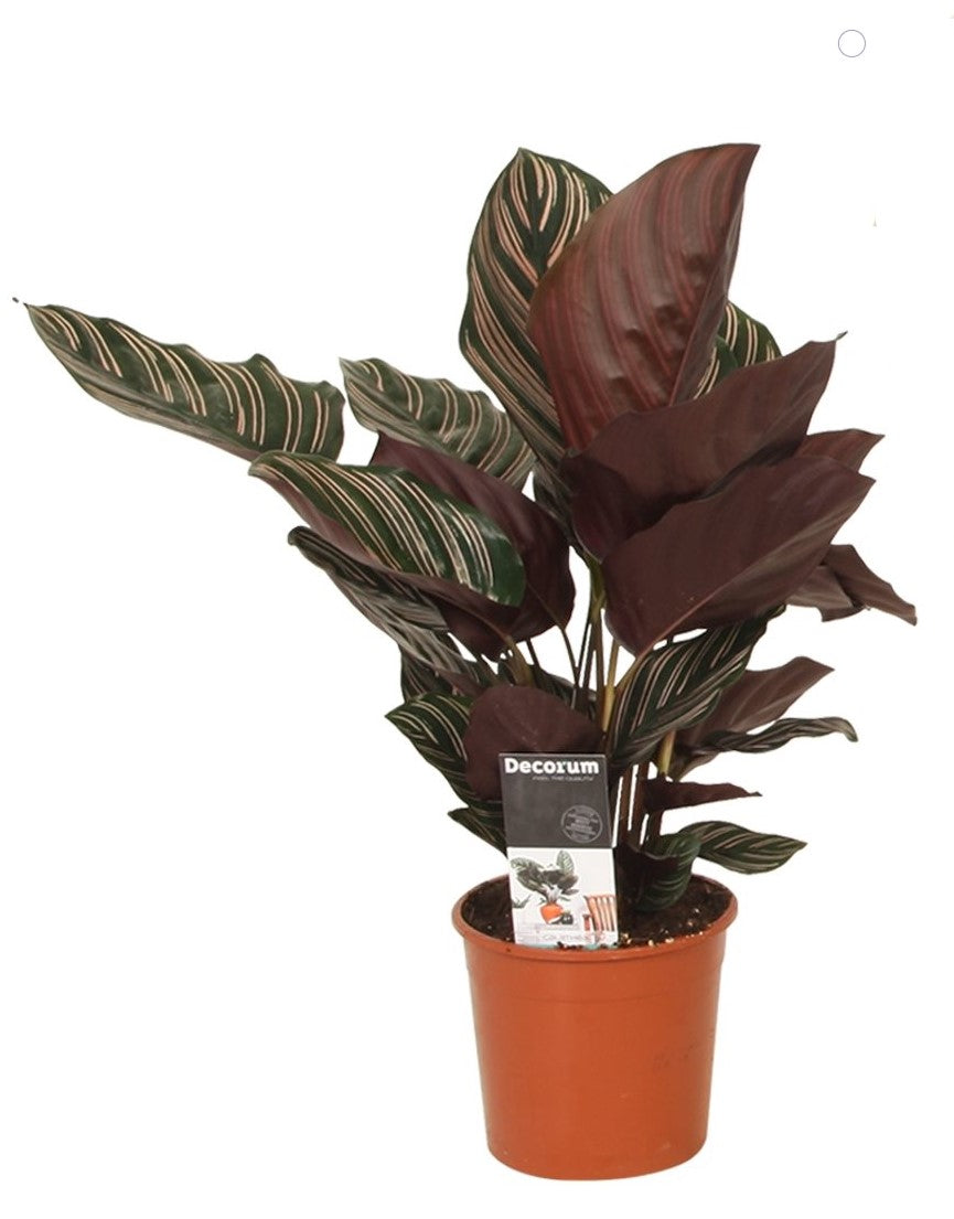 Calathea ornata - Root Houseplants