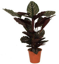 Load image into Gallery viewer, Calathea ornata - Root Houseplants
