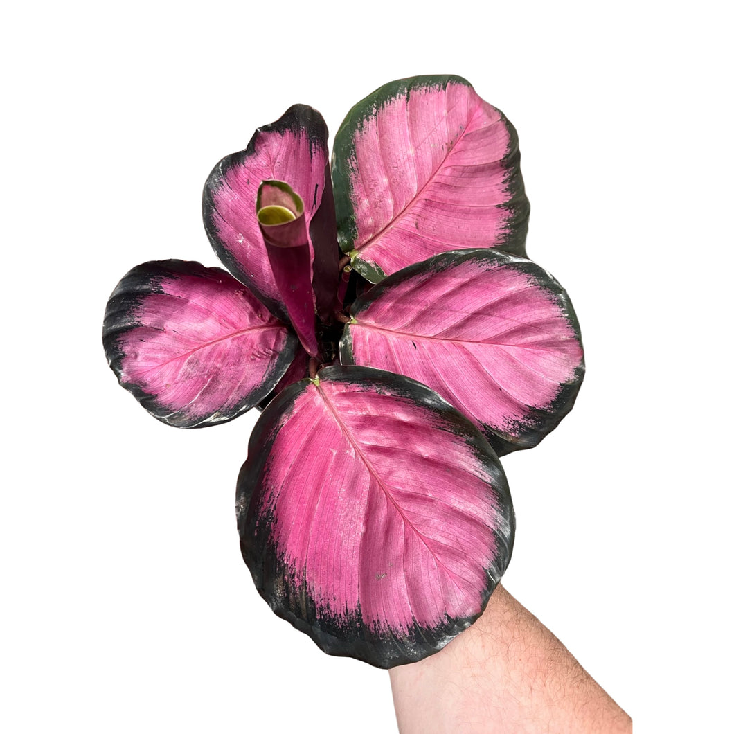 Calathea picturata 'Crimson' - Root Houseplants