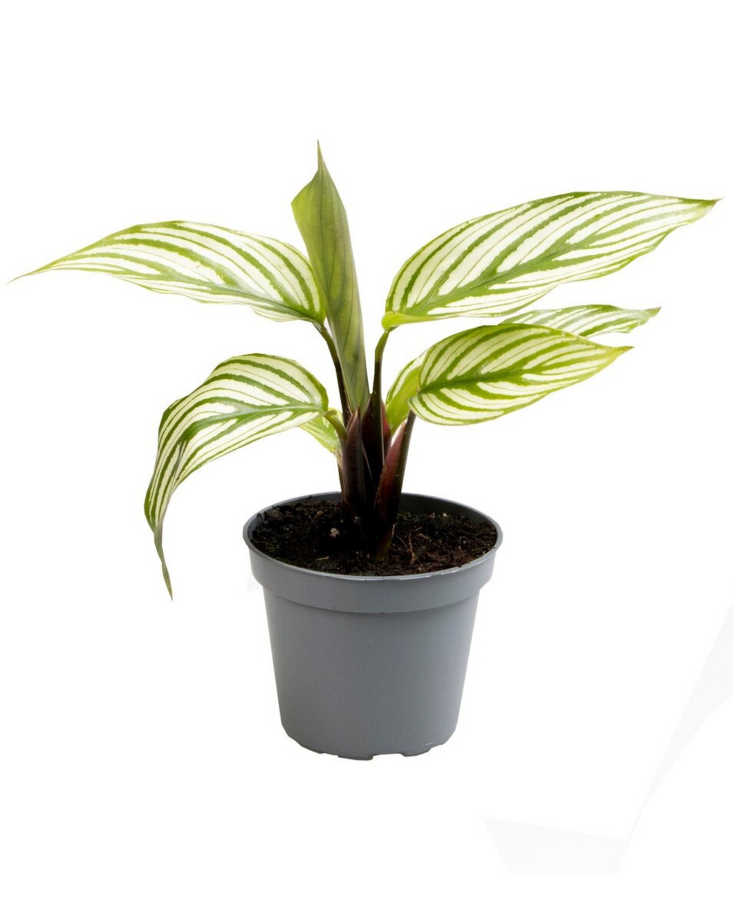 Calathea vittata - Root Houseplants