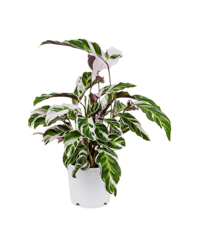 Calathea 'White Fusion' - Root Houseplants